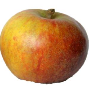 Produce - Apple Cox Orange Pippin