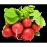 Fresh Produce - Radish Bunched Red