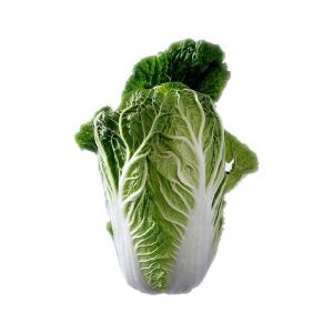 Fresh Produce - Cabbage Chinese