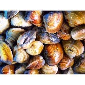 Shellfish - Chowder Clams Wild Dozen