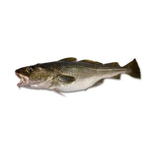 Smoked Salted - Cod Fish Medium