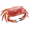 COOKED CRABS