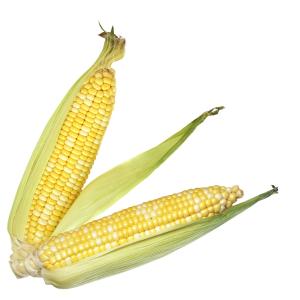 Corn bi Color