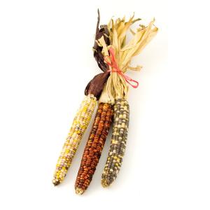 Fresh Produce - Corn Indian