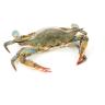Crabs Hard Shell Wild Caught