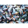 FRESH MUSSELS