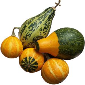 Fresh Produce - Gourds