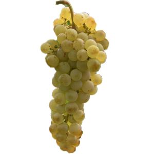 Fresh Produce - Grape Chasselas