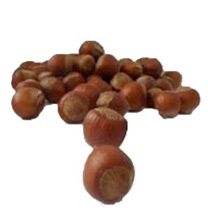 Fresh Produce - Hazelnut Filberts