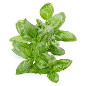 Fresh Herbs - Herbs Basil Sweet