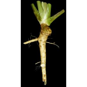 Fresh Produce - Horseradish Root
