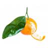 Large Tangerine Clementine