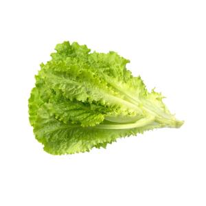 Organic Produce - Organic Lettuce Green Leaf