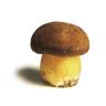 MUSHROOMS PORTABELLO