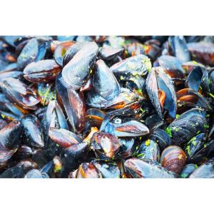 Shellfish - Mussels Farm Raised