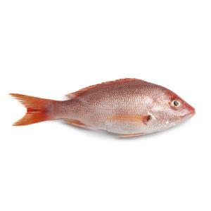 Fish Whole - Red Snapper Whole Wild Caught