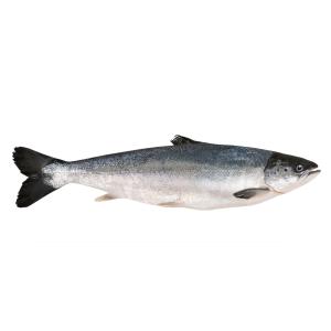 Fish Whole - Salmon Whole Farm Raised