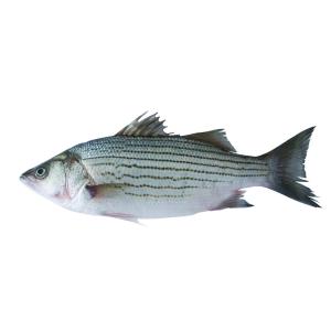 Fish Whole - Striped Bass Farm Raised