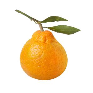 Florida - Tangerine Satsuma